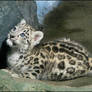 Snow leopard, sweet baby