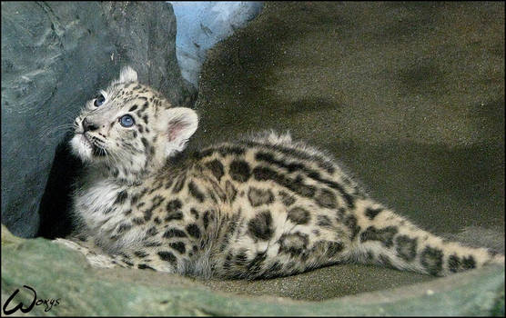 Snow leopard, sweet baby