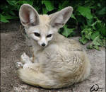 Fennec fox: NoLove for Cobra11 by woxys