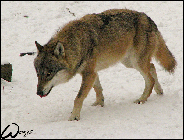 Eurasian wolf - Snowy boy