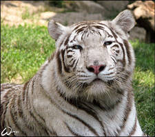 White Bengal tiger beauty...