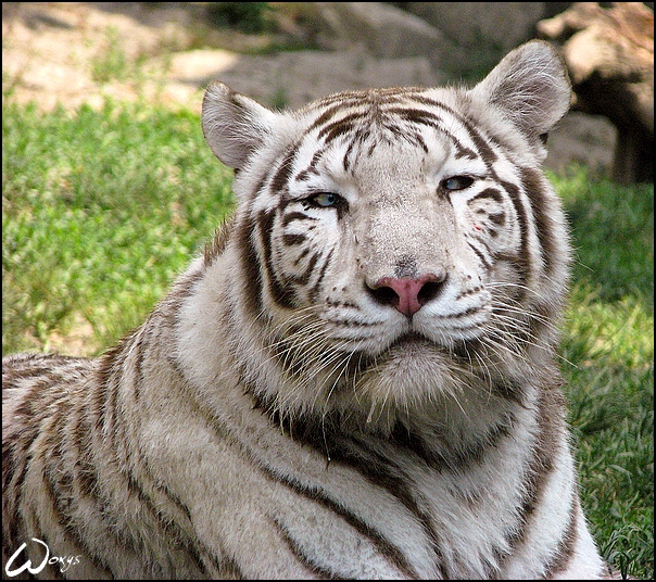 White Bengal tiger beauty...