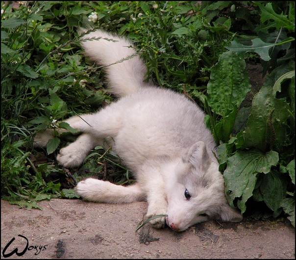 Nostalgic baby arctic fox