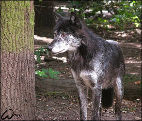 Black timber wolf, no Blackie.