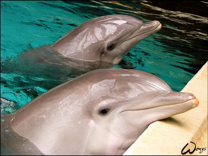 Dolphins want YOUR attention