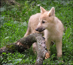 Baby arctic wolf: North star