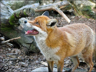 Red fox can laugh