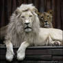 White lion king, silent queen