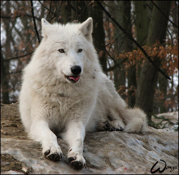 Arctic wolf: tongue shot