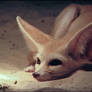 Fennec fox: In love...? Him?