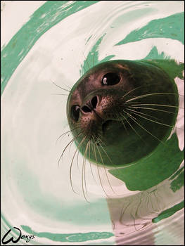 Harbour seal - a fatty baby...