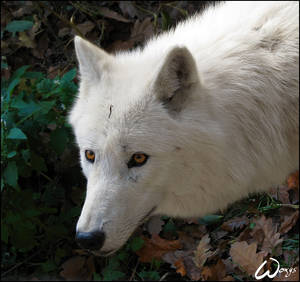 Arctic wolf: curious lady