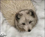 Arctic fox: I'm not your coat by woxys
