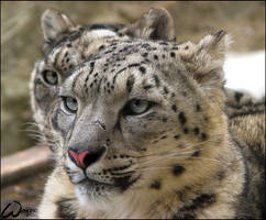 Snow leopards: a double