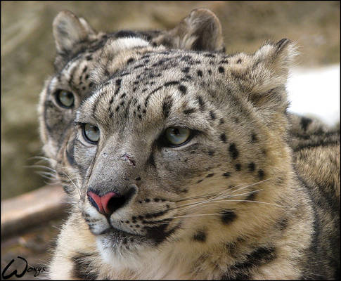 Snow leopards: a double