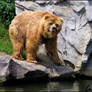 Kodiak bear is a big Teddy