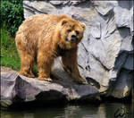 Kodiak bear is a big Teddy by woxys