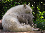 Dad and baby arctic wolf: love by woxys