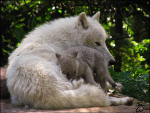 Dad and baby arctic wolf: love