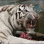 White Bengal tiger: get out