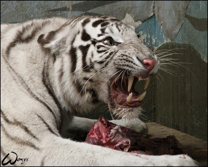 White Bengal tiger: get out