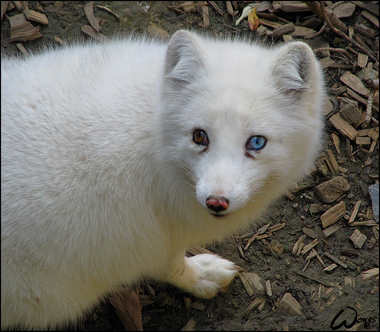 Arctic fox: behind blue eye