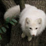 Fat?No, fluffy baby arctic fox