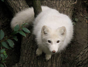 Fat?No, fluffy baby arctic fox