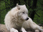 Arctic wolf: friendly smile... by woxys