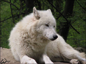 Arctic wolf: friendly smile...