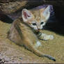 Baby sand cat -can you resist?