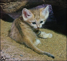 Baby sand cat -can you resist? by woxys