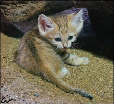 Baby sand cat -can you resist?