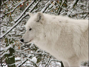 Arctic wolf, hot in freeze