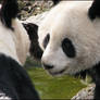 Giant panda: oh mum