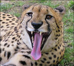 Cheetah: yaaaaaaawn
