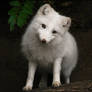 Arctic fox, casting for Disney