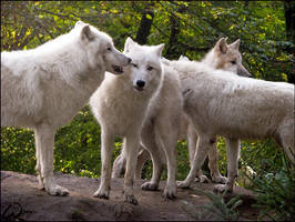 No kisses dad, they watch us