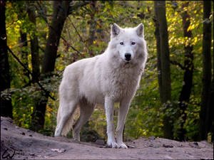 The guard of the Golden forest