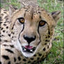 Cheetah: Do - not - STARE