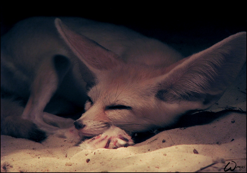 Blue dreams of tiny sleeper