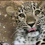 Meow