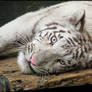 Baby tiger and big blue eyes