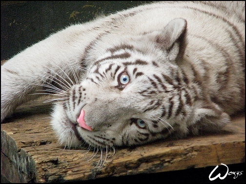 white snow tiger with blue eyes