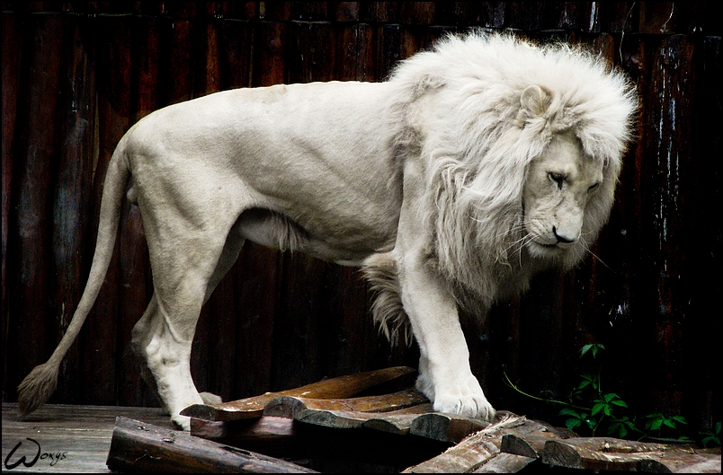 White lion and broken pons