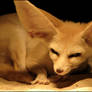 Fennec fox: evil eyes