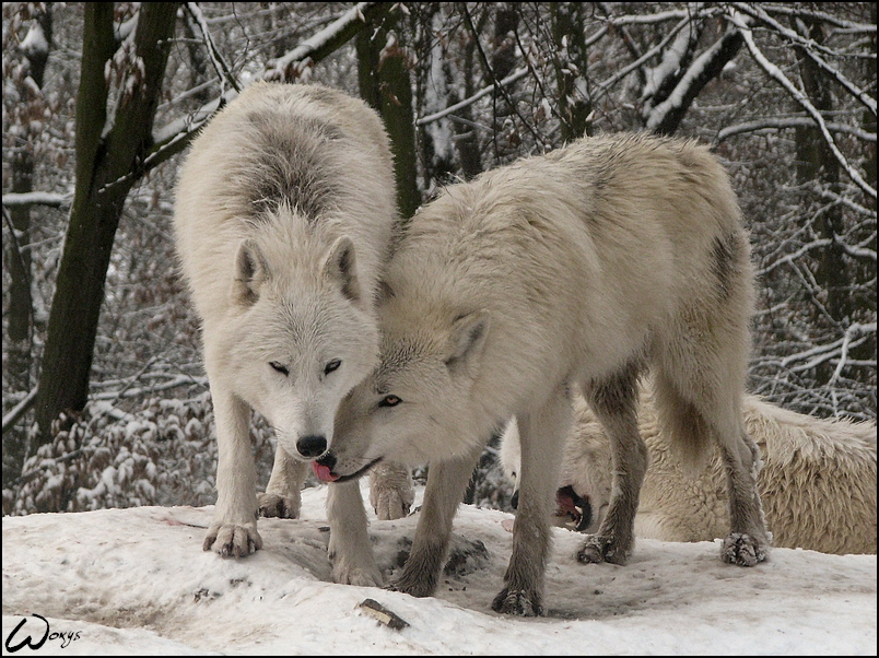 Freezing tenderness