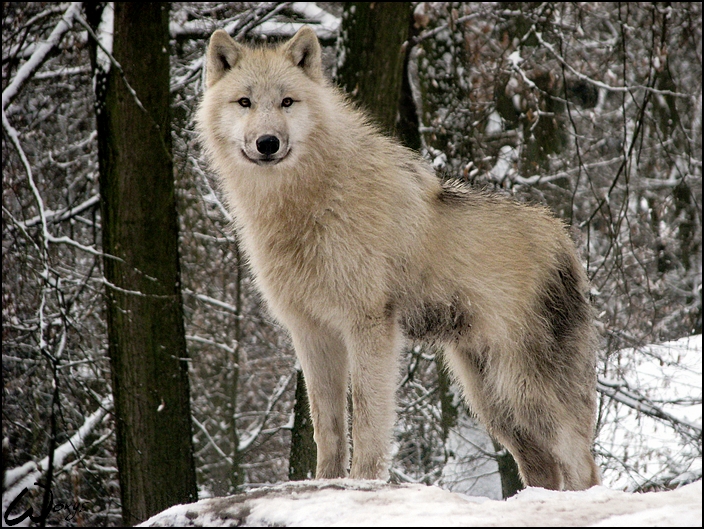 Proud on snow