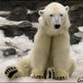 Tom, the polar bear