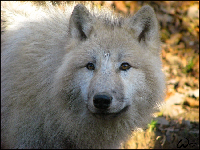 Cub's face